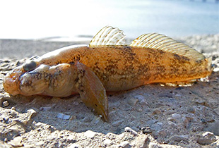 Ponticola platyrostris