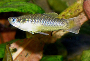 Blauaugenkärpfling (Priapella intermedia)