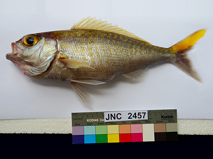 Pristipomoides auricilla