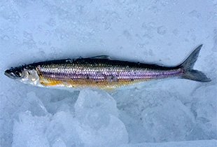 Gesamtliste aller Süß und Salzwasserfische Fischlexikon