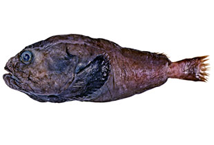 Psychrolutes Marcidus En Agua Psychrolutes Marcidus