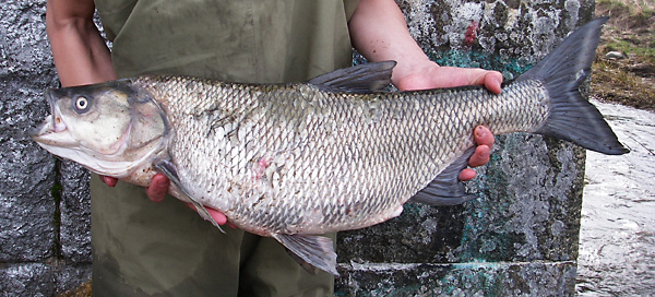 Rapfen Leuciscus Aspius Fischlexikon