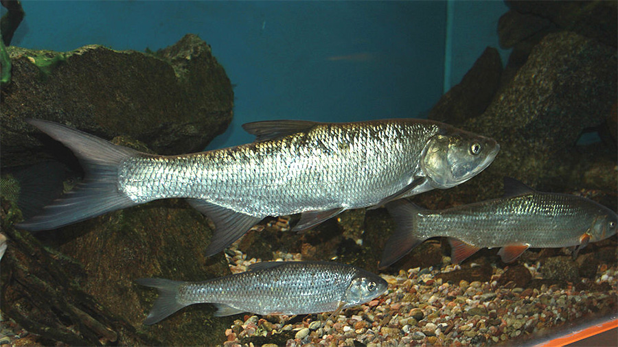 Rapfen Leuciscus Aspius Fischlexikon