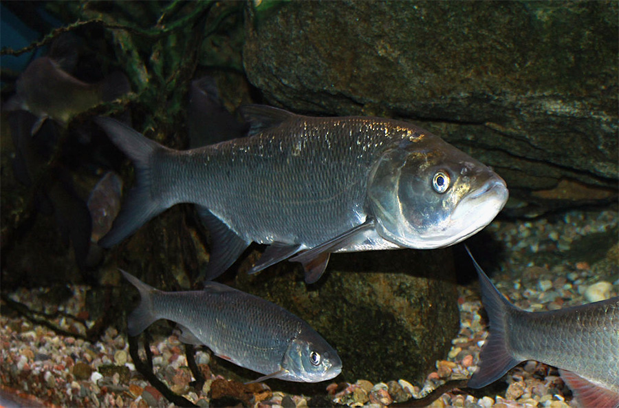 Rapfen Leuciscus Aspius Fischlexikon