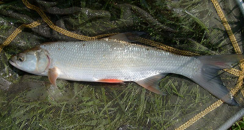 Rapfen Leuciscus Aspius Fischlexikon