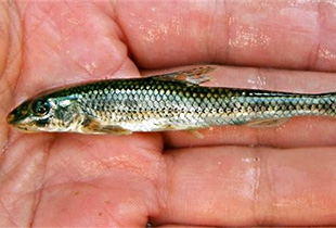 Süßwasserfische Europas Fischlexikon