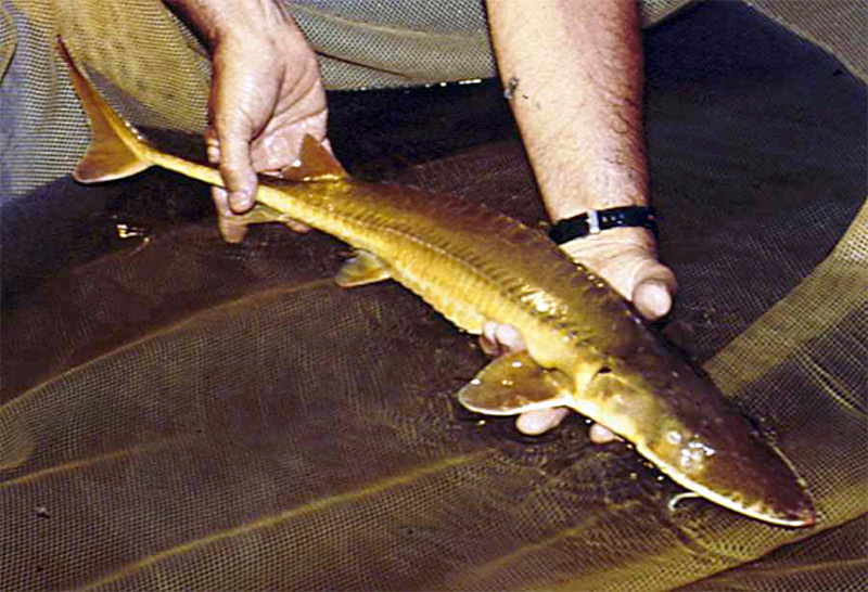 Alabama-Schaufelstör (Scaphirhynchus suttkusi) | Fischlexikon