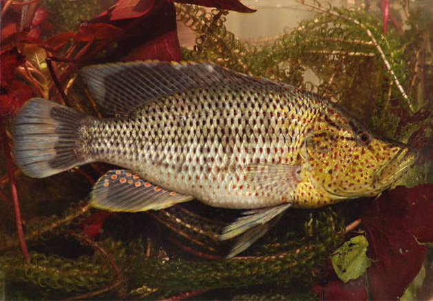 Serranochromis angusticeps