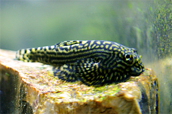 Prachtflossensauger (Sewellia lineolata)