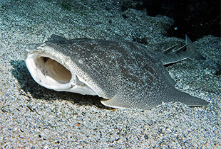 Gesamtliste aller Süß und Salzwasserfische Fischlexikon