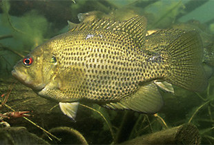 Steinbarsch (Ambloplites rupestris)