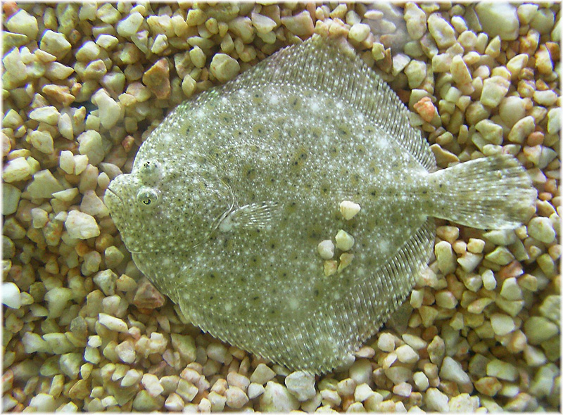 Steinbutt Scophthalmus Maximus Fischlexikon