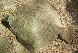 Steinbutt Scophthalmus Maximus Fischlexikon