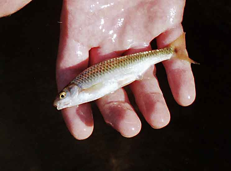 Südeuropäische Plötze (Sarmarutilus rubilio)