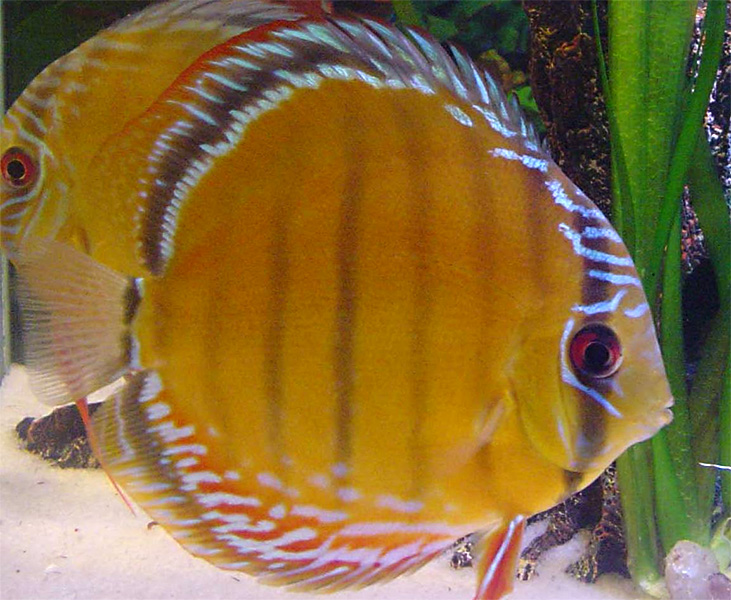 Symphysodon aequifasciatus