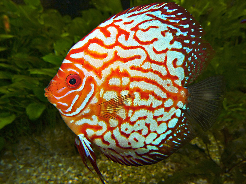 Symphysodon aequifasciatus