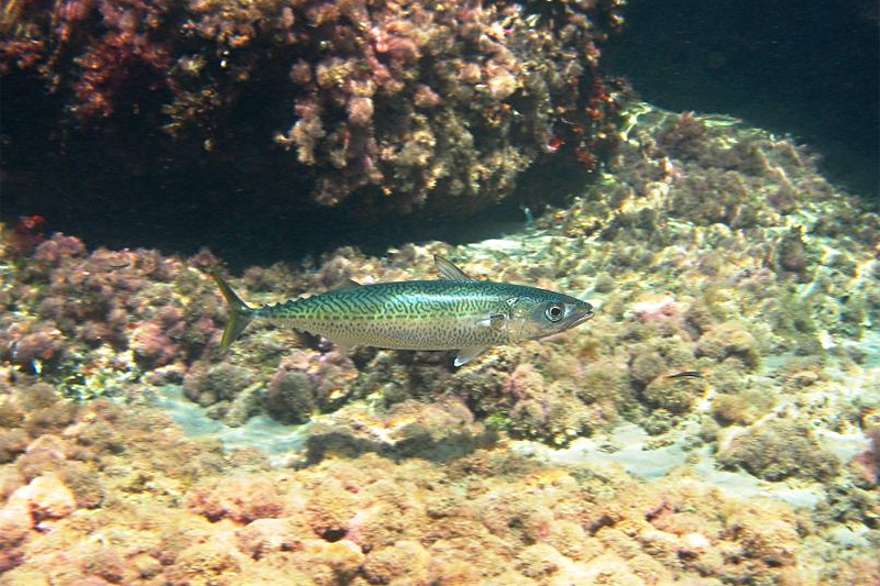Thunmakrele Mittelmeermakrele Scomber Colias Fischlexikon