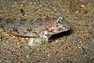 Vanderhorstia ornatissima