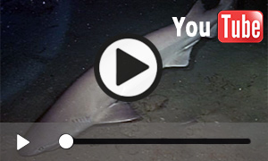 Stumpfnasen-Sechskiemerhai in der Tiefsee (1:37)