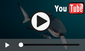 Unterwasser-Video vom Blauhai (4:00 Min.)