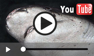 Video vom Breitnasen-Siebenkiemerhai (0:53)