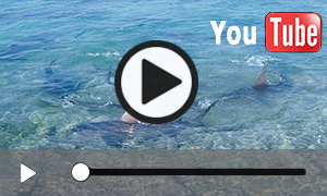 Unterwasser-Video vom Bullenhai (5:20 Min.)