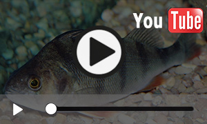 Flussbarsche im Kaltwasser-Aquarium (0:52)