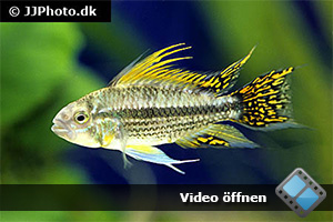 Kakadu-Zwergbuntbarsch (Apistogramma cacatuoides)