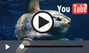 Unterwasser-Video vom  Mondfisch (0:42)
