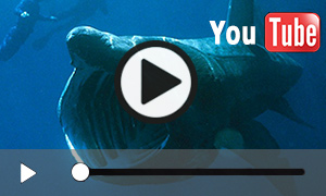 Unterwasser-Video vom Riesenhai