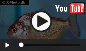 Serrasalmus Maculatus im Aquarium (0:48 Minuten)