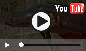 Kobra Schlangenkopffisch (1:00 Minuten)