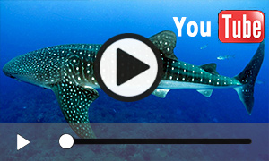 Unterwasser-Video vom Walhai (5:06 Minuten)