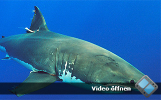 Unterwasser-Video vom Weßen Hai