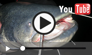 Unterwasser-Video vom Wels (7:24)