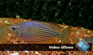 Eastern rainbow fish