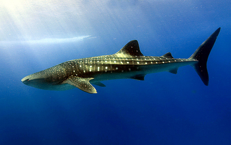 Cornelißen Wal Walhai ca 29 cm lang 