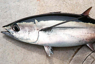 Weißer Thunfisch (Urheber:Pvmoutside - Lizenz:gemeinfrei)