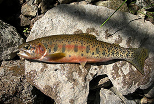 Westslope Cutthroat-Forelle