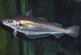 Wittling Merlangius Merlangus Fischlexikon Wittling Merlangius Merlangus Fischlexikon