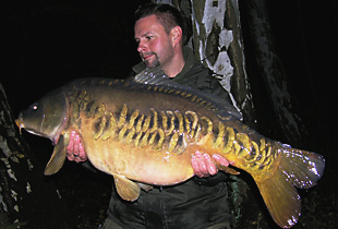 Zeilkarpfen - Copyright by Fischlexikon.eu Zeilkarpfen