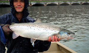 Atlantischer Lachs