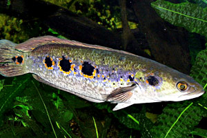 Augenfleck-Schlangenkopffisch (Channa pleurophthalma)