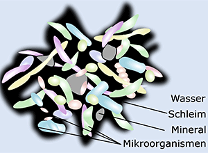 Biofilm