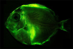 Biolumineszenz beim blauen Doktorfisch