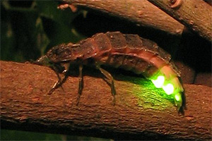 Biolumineszenz beim Großen Leuchtkäfer