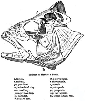 Branchiostegalapparat