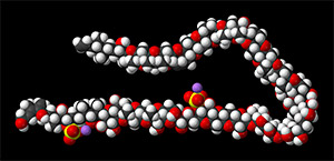 Kalottenmodell von Maitotoxin-1