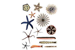 Echinodermata