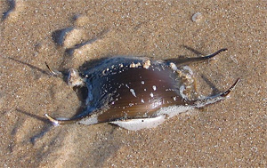 UrhEikapsel eines Rochens am Strand